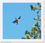 Tilhi_Bombycilla garrulus_Bohemian Waxwing * 1596 x 1503 * (2.06MB)